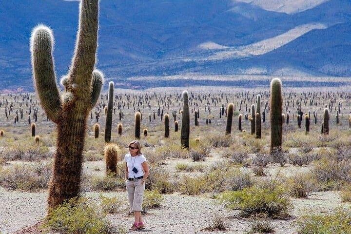 Cachi Day Trip from Salta: Cuesta del Obispo, Los Cardones & Puna Desert