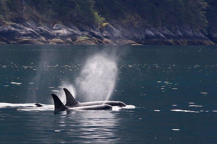 Tales & Tides: Ketchikan Alaskan Lore & Wildlife Cruise photo 1