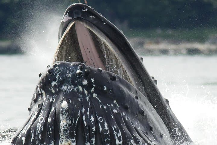 Tales & Tides: Ketchikan Alaskan Lore & Wildlife Cruise photo 3