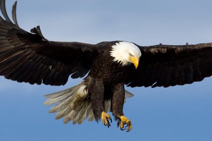 Tales & Tides: Ketchikan Alaskan Lore & Wildlife Cruise photo 4
