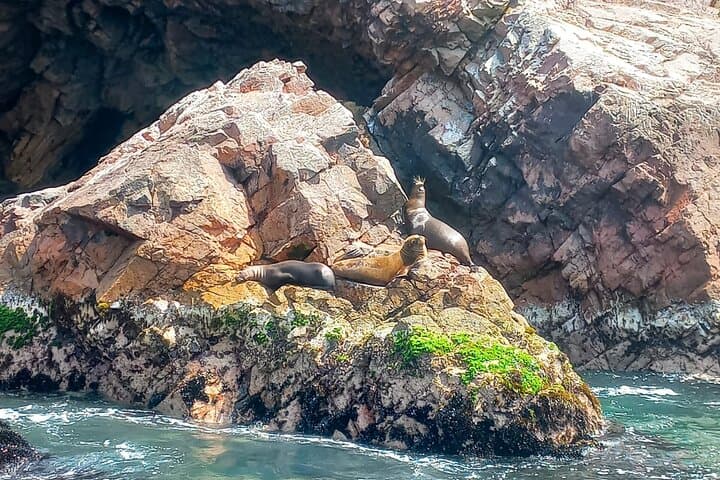 Ballestas Islands Boat Excursion from Paracas — Wildlife, Penguins & The Candelabra photo 3