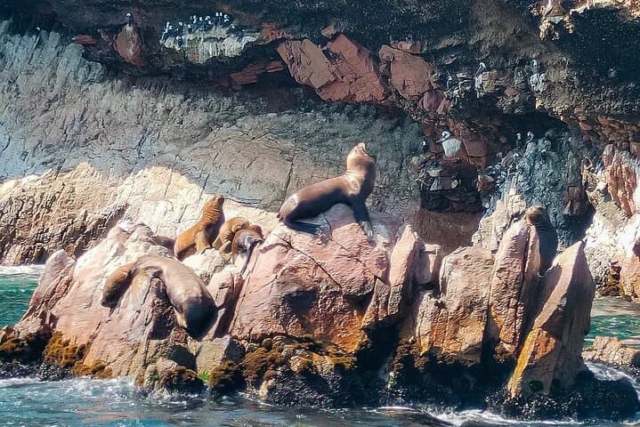Ballestas Islands Boat Excursion from Paracas — Wildlife, Penguins & The Candelabra photo 4