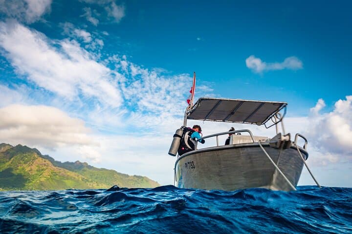 Introductory Scuba Dive at Moorea: Baptism at L'Aquarium Lagoon photo 4