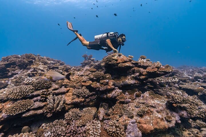Introductory Scuba Dive at Moorea: Baptism at L'Aquarium Lagoon photo 5