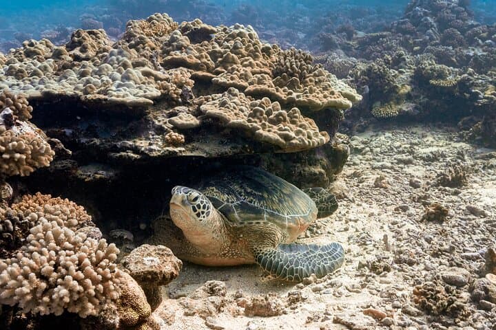 Introductory Scuba Dive at Moorea: Baptism at L'Aquarium Lagoon photo 6
