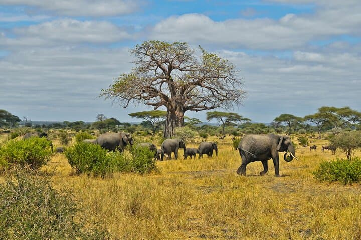 Chobe Full-Day Safari and Boma Dinner from Victoria Falls — Elephants, Sundowners & Drumming