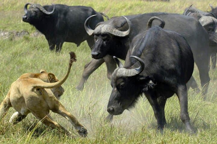 Full-Day Chobe Safari from Livingstone — Chobe Game Drives, Elephants & Sundowners photo 2