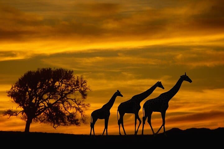 Full-Day Chobe Safari from Livingstone — Chobe Game Drives, Elephants & Sundowners photo 3