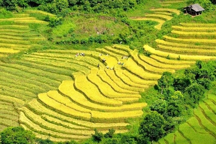 Sapa Muong Hoa Trek with Ethnic Minority Guide — Half-Day Cultural Trek