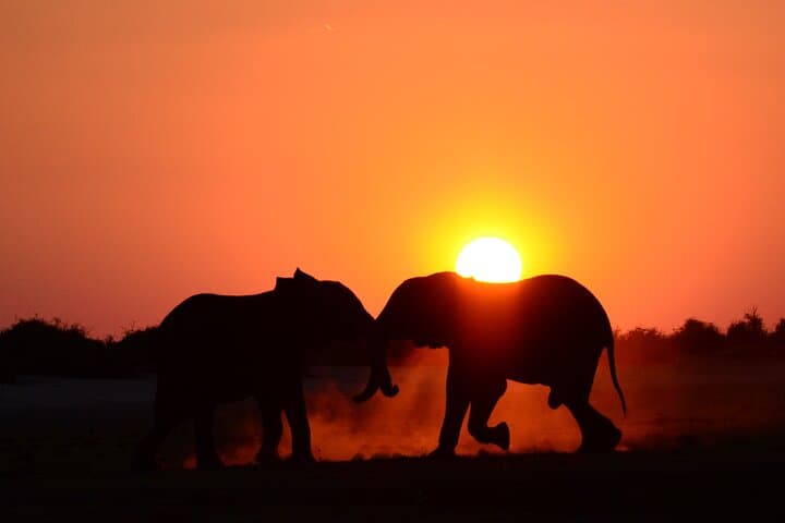 Full-Day Chobe Safari from Livingstone: Game Drive and River Cruise in Chobe National Park