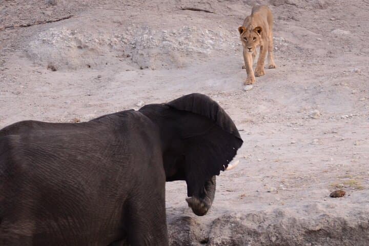 Full-Day Chobe Safari from Livingstone: Game Drive and River Cruise in Chobe National Park photo 3