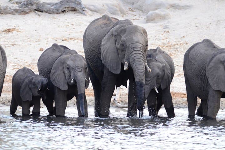 Full-Day Chobe Safari from Livingstone: Game Drive and River Cruise in Chobe National Park photo 4