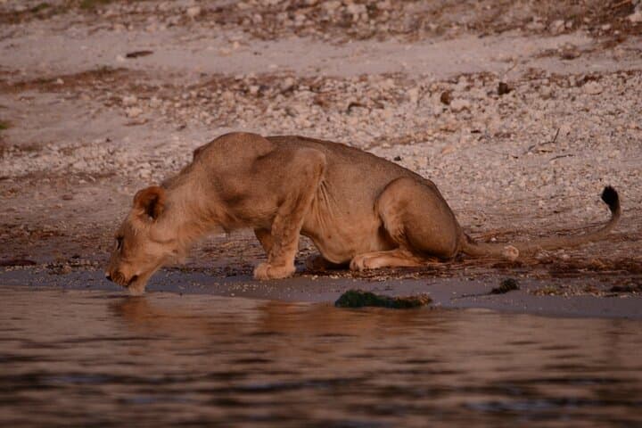 Full-Day Chobe Safari from Livingstone: Game Drive and River Cruise in Chobe National Park photo 5