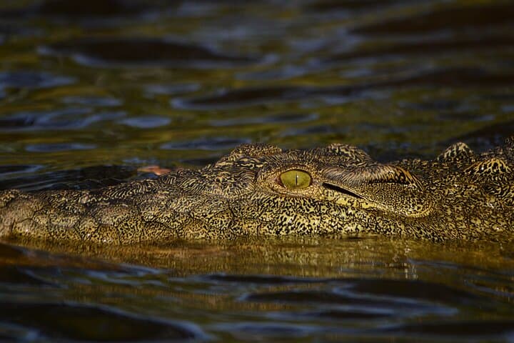 Full-Day Chobe Safari from Livingstone: Game Drive and River Cruise in Chobe National Park photo 6