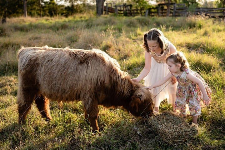 Morning Farm Experience Near Gympie and Noosa — Highland Hideaway Farm Tour
