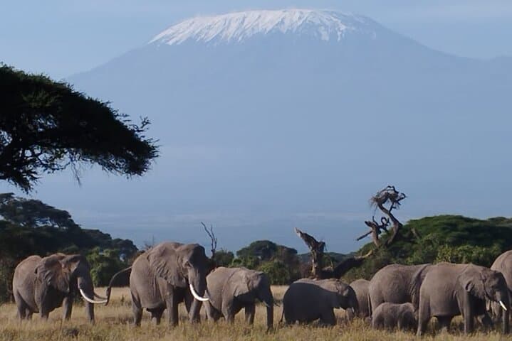 4-Day Amboseli & Tsavo Safari: Kilimanjaro Views, Mzima Springs and Big Game photo 1