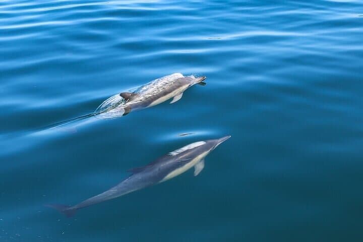Guided Dolphin Watching in Arrábida Natural Park — Sesimbra Boat Tour photo 5