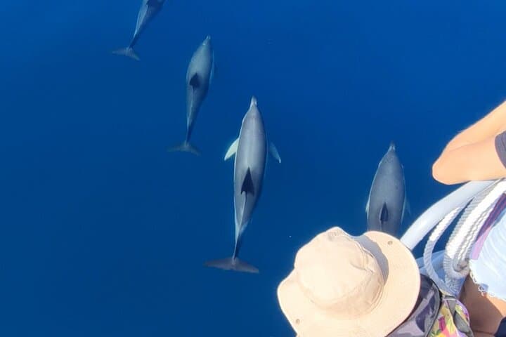 Guided Dolphin Watching in Arrábida Natural Park — Sesimbra Boat Tour photo 3