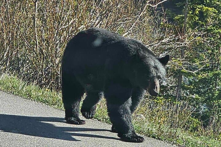 Private Full-Day Banff and Yoho National Parks Sightseeing Tour photo 5