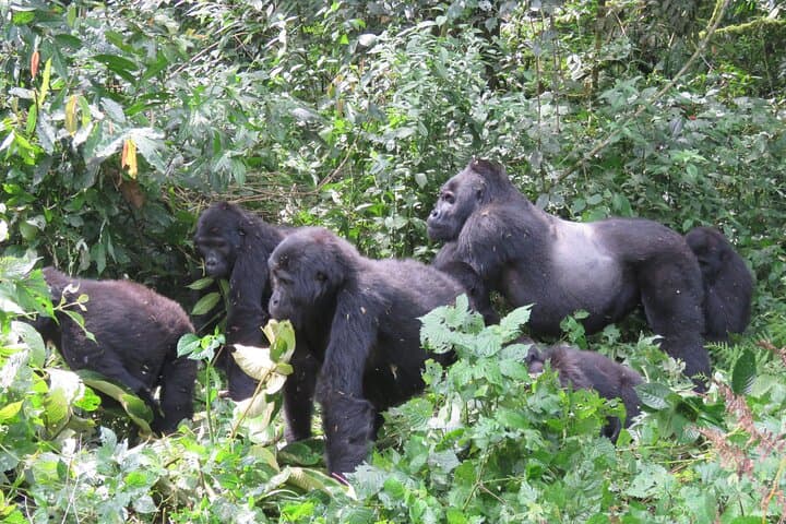 2-Day Uganda Gorilla Trekking Safari from Kigali to Bwindi