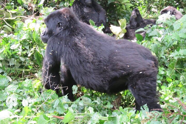 2-Day Uganda Gorilla Trekking Safari from Kigali to Bwindi photo 2