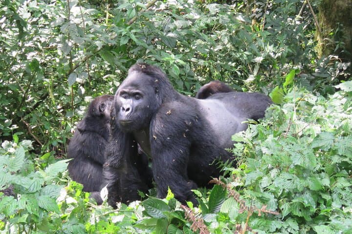 2-Day Uganda Gorilla Trekking Safari from Kigali to Bwindi photo 3