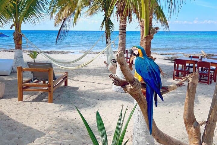 Cozumel Clear-Boat & Buggy Tour: Snorkel Reefs, Mayan Ceremonies and Island Lunch photo 3