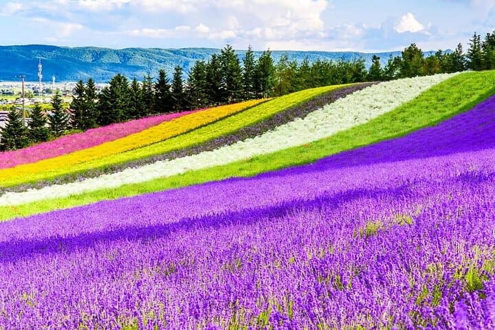 Shikisai-no-Oka & Fairy Terrace Day Tour from Sapporo: Blue Pond, Flower Fields and Forest Crafts photo 2
