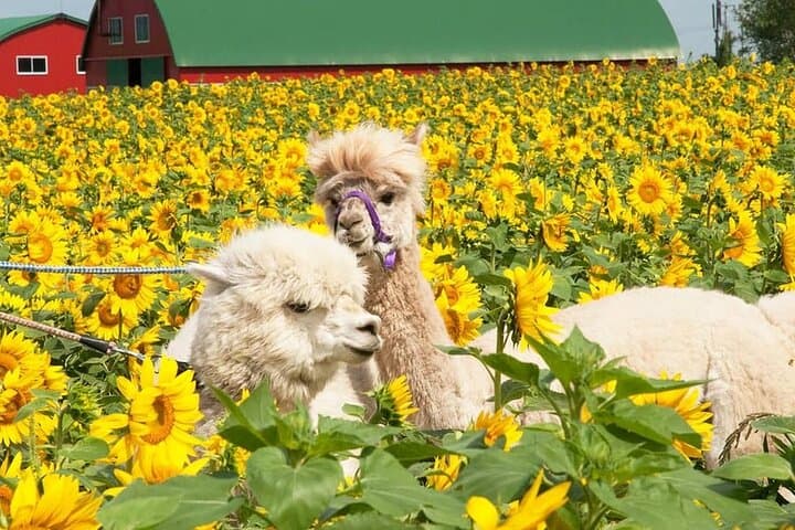 Shikisai-no-Oka & Fairy Terrace Day Tour from Sapporo: Blue Pond, Flower Fields and Forest Crafts photo 4
