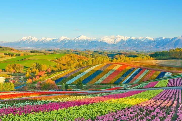 Shikisai-no-Oka & Fairy Terrace Day Tour from Sapporo: Blue Pond, Flower Fields and Forest Crafts photo 1