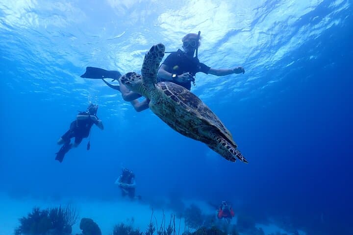 Guided Shore Diving in Bonaire Marine Park — Two Dives with Local PADI Instructors photo 3