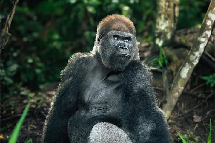 Gorilla Encounter at Lesio Luna Reserve: Full-Day Wildlife Trip from Brazzaville photo 2