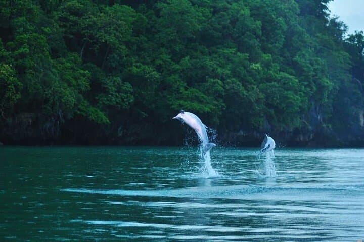 Langkawi SkyCab & Kilim Combo: SkyBridge, Mangrove Boat Tour & Lunch photo 3
