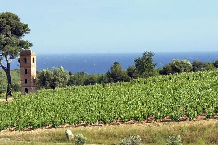 Sanary-sur-Mer to Le Castellet: Private Day Trip with Vineyard Tasting photo 5