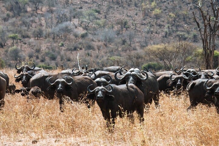 2-Day Tanzania Safari: Tarangire & Ngorongoro Crater Wildlife Highlights photo 4