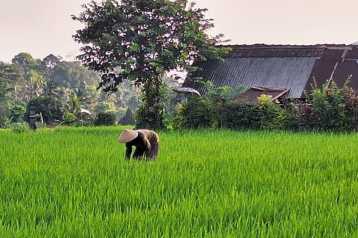 Sidemen Trekking: Rice-Field Walk with Mount Agung Views photo 6