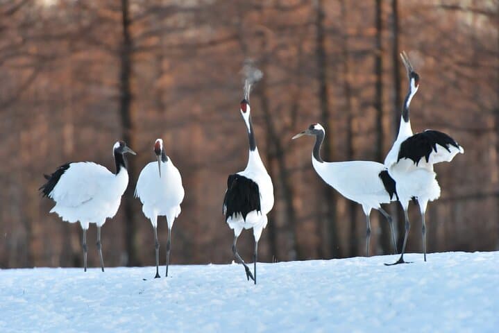 Red-Crowned Crane and Wildlife Watching in Kushiro Marshland — Guided Tour from Kushiro