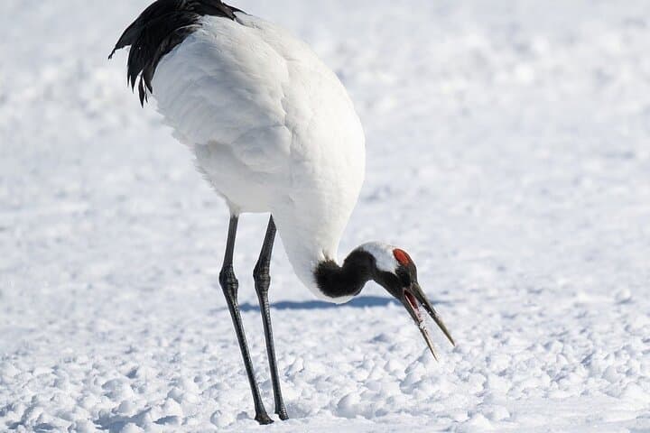 Red-Crowned Crane and Wildlife Watching in Kushiro Marshland — Guided Tour from Kushiro photo 3