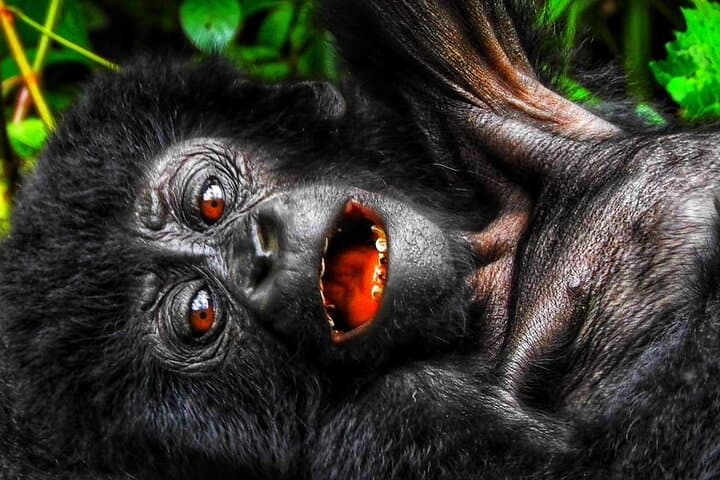 3-Day Gorilla Trekking & Golden Monkey Safari from Kigali photo 2