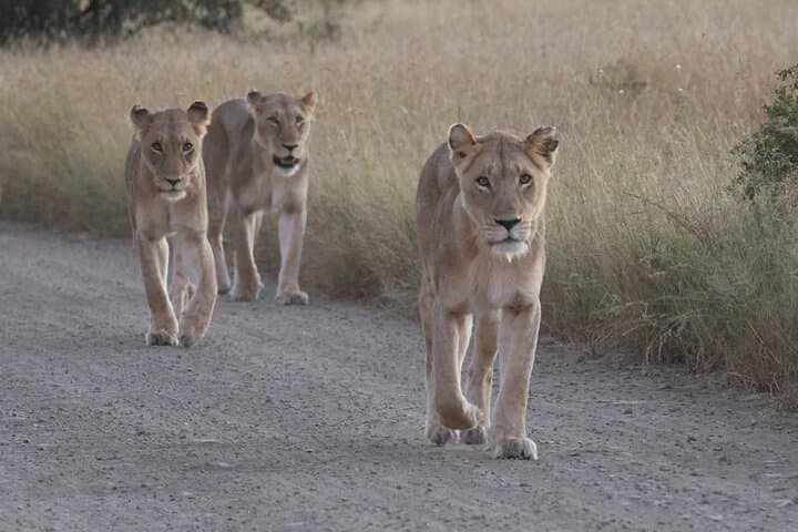 Full-Day Private Kruger Safari from Hoedspruit — Big Five & Panoramic Plains photo 2