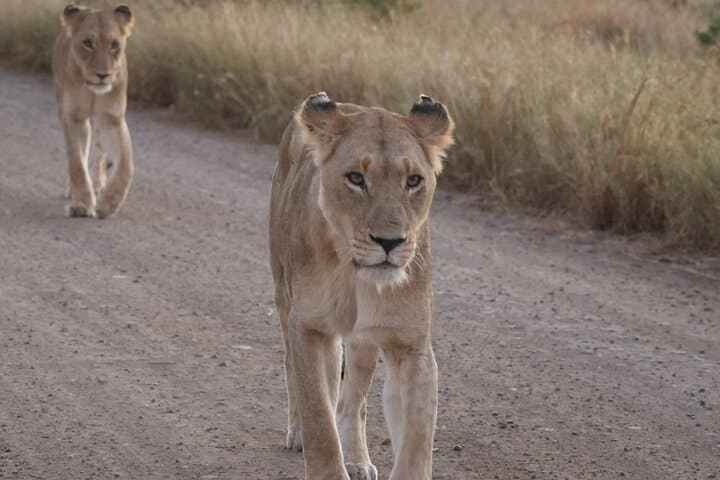 Full-Day Private Kruger Safari from Hoedspruit — Big Five & Panoramic Plains photo 3