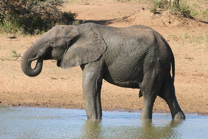 Full-Day Private Kruger Safari from Hoedspruit — Big Five & Panoramic Plains photo 6
