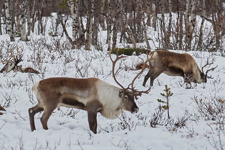 Half-Day Arctic Wildlife Photography Tour Near Kiruna photo 4
