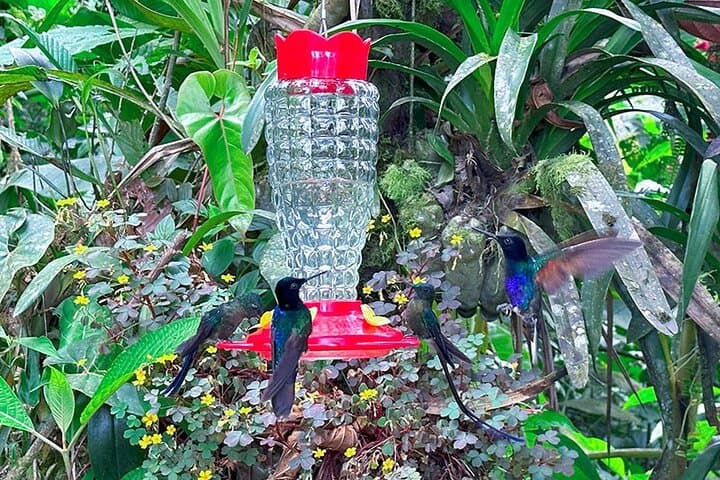Mindo Cloud Forest Adventure: Hummingbirds, Waterfalls & Chocolate photo 3