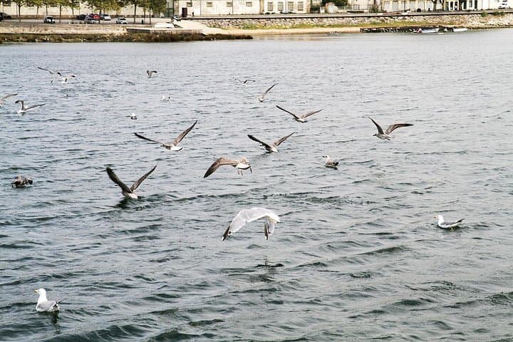 Douro River Lunch Cruise: Authentic Portuguese Cuisine Boat Tour from Porto photo 4