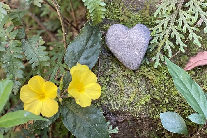 Nagarkot 4-Day Yoga, Hiking & Sound Healing Retreat — Himalayan Forest Walks and Sunrise Views