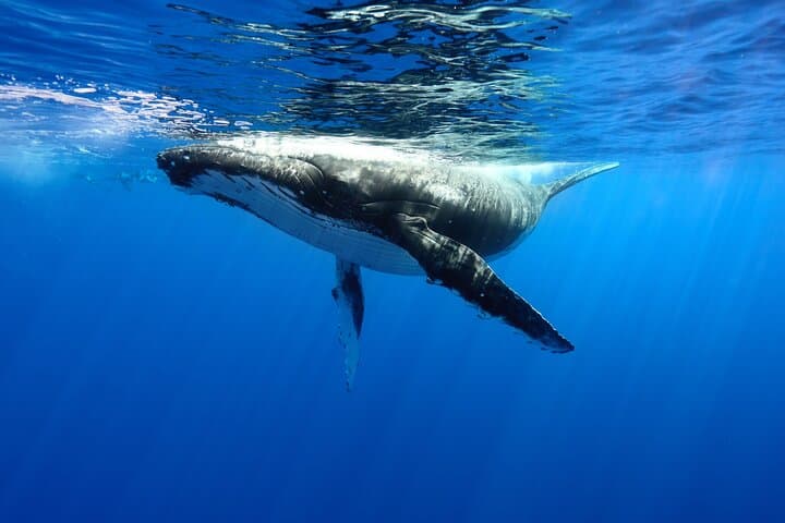 Moorea Private Boat Tour: Swim with Humpback Whales and Reef Sharks photo 1