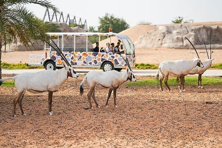 Dubai Safari Park: Full-Day Wildlife Encounter & Visitor Guide photo 4