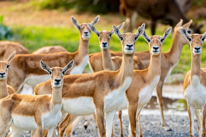 Dubai Safari Park: Full-Day Wildlife Encounter & Visitor Guide photo 5