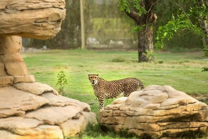 Dubai Safari Park: Full-Day Wildlife Encounter & Visitor Guide photo 6